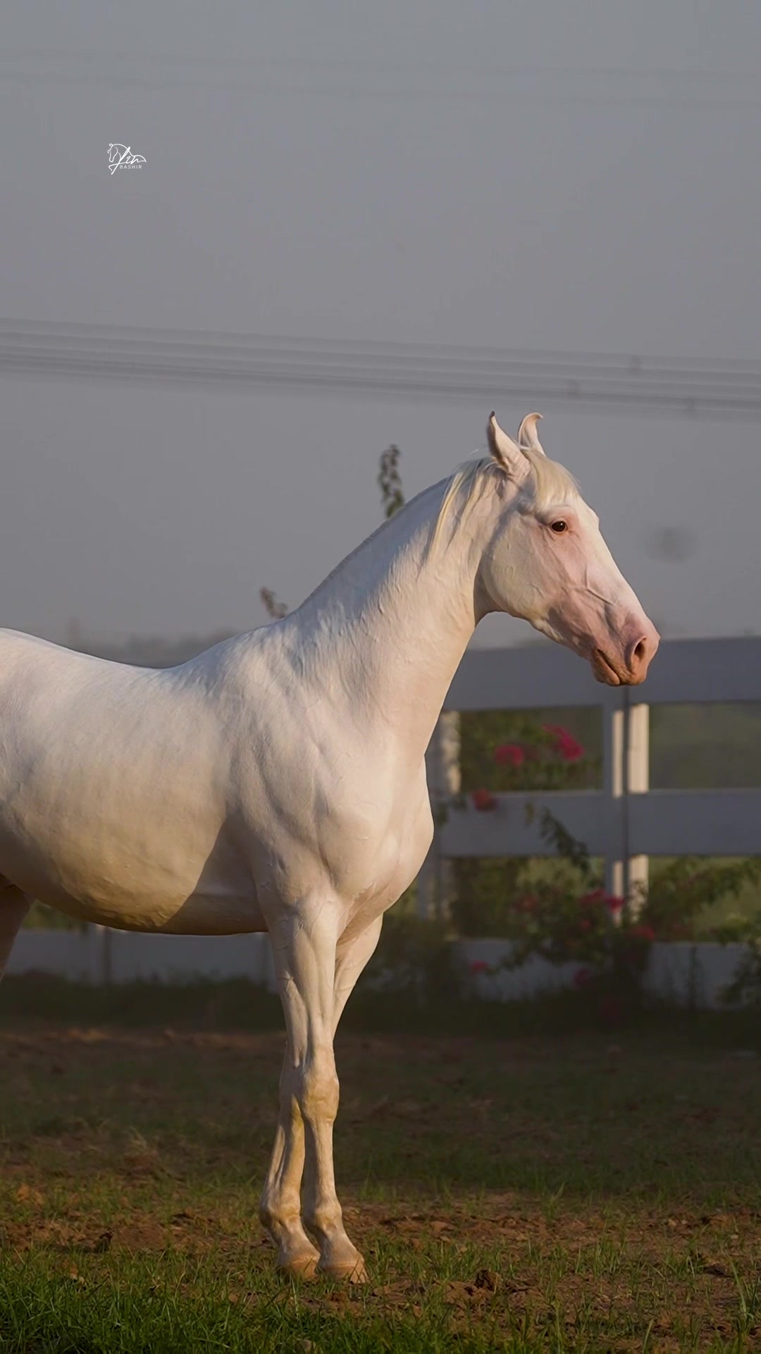 @SUNRISE STUD FARMS RAWALPINDI