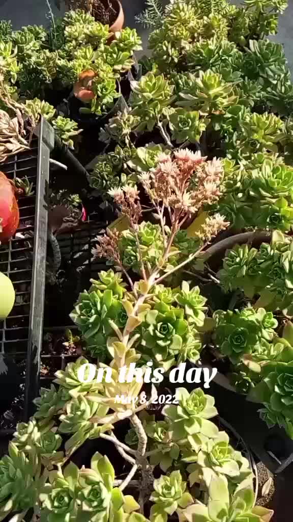@AliFAFAtree🌴