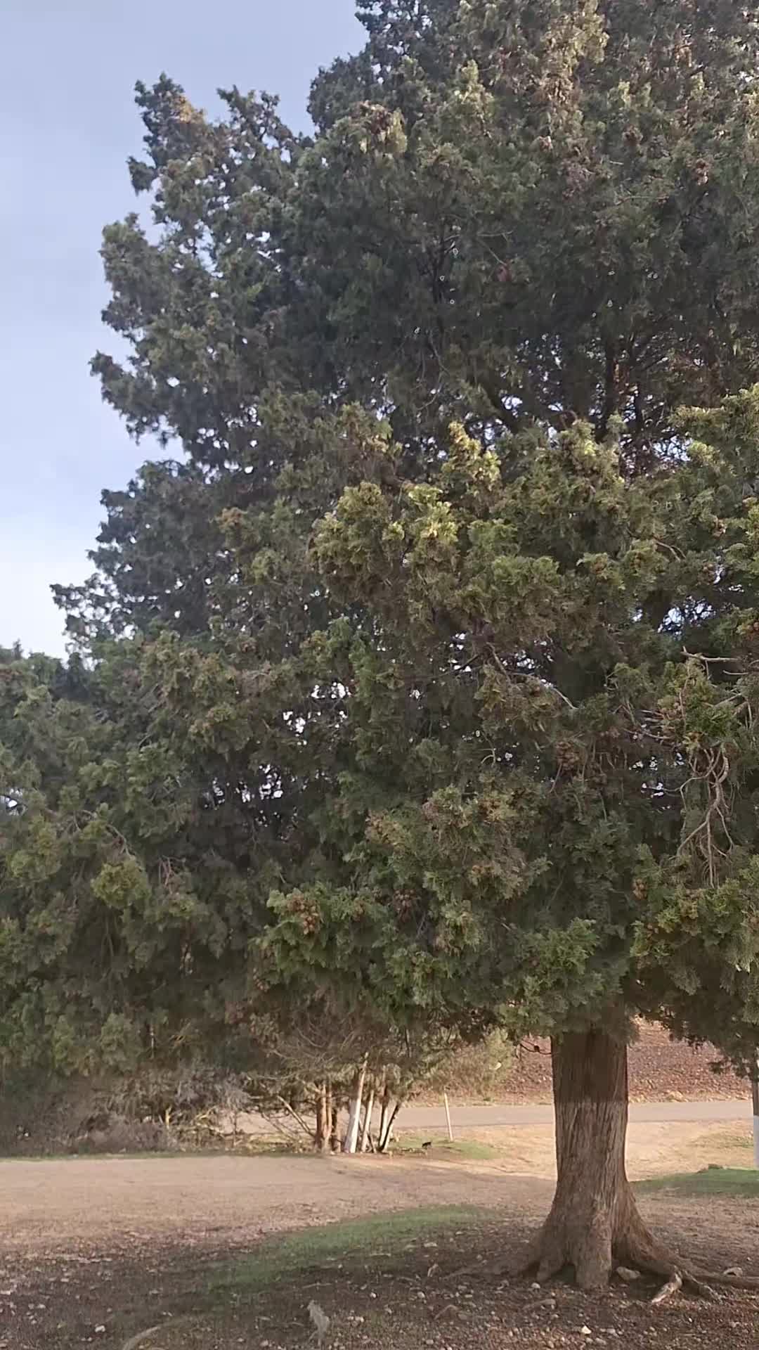 @أحميدة الزايدي