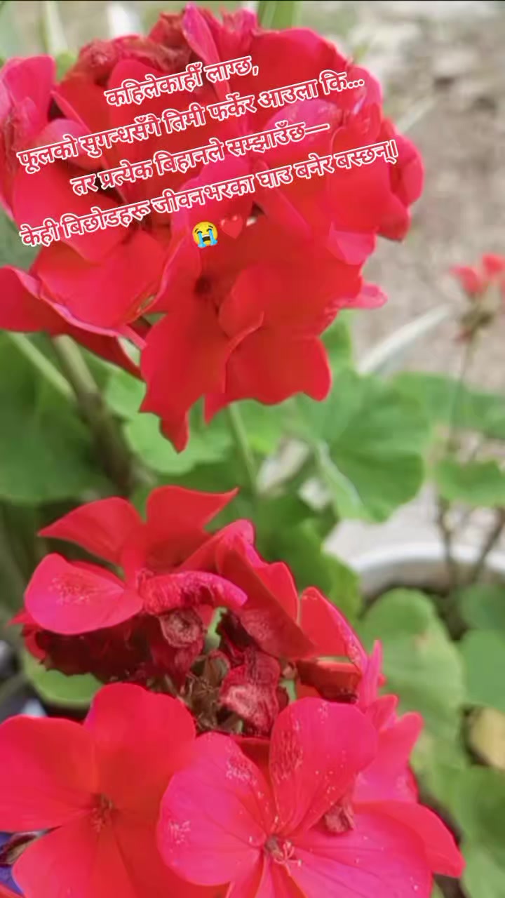 @Sarita Dhakal