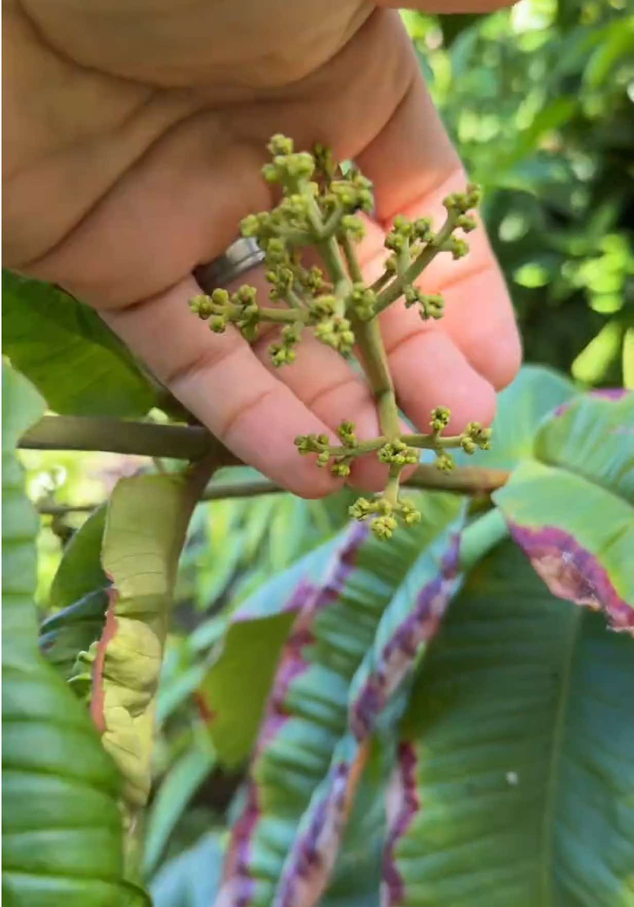 @FancyPlantsLA