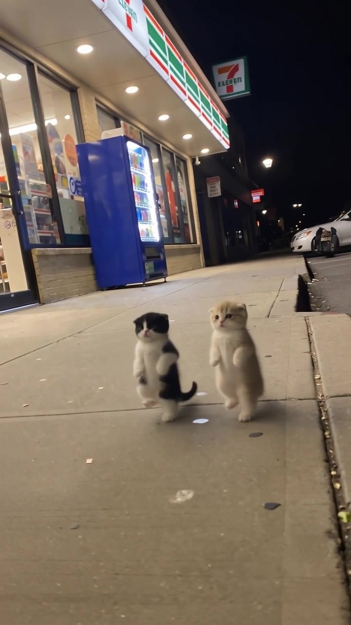@meowtownforever
