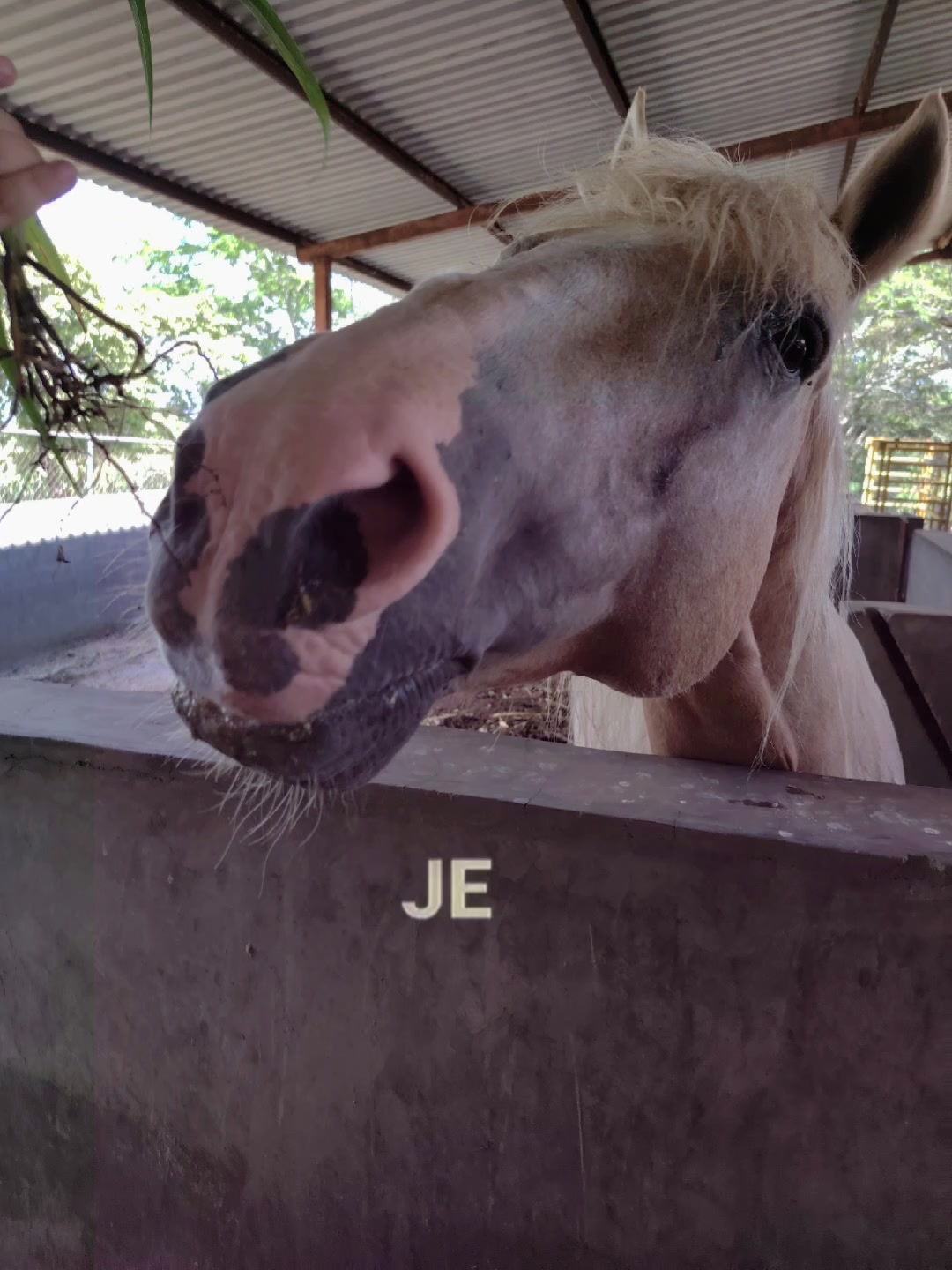 @💗🐎Tu vaquerita🐎💗