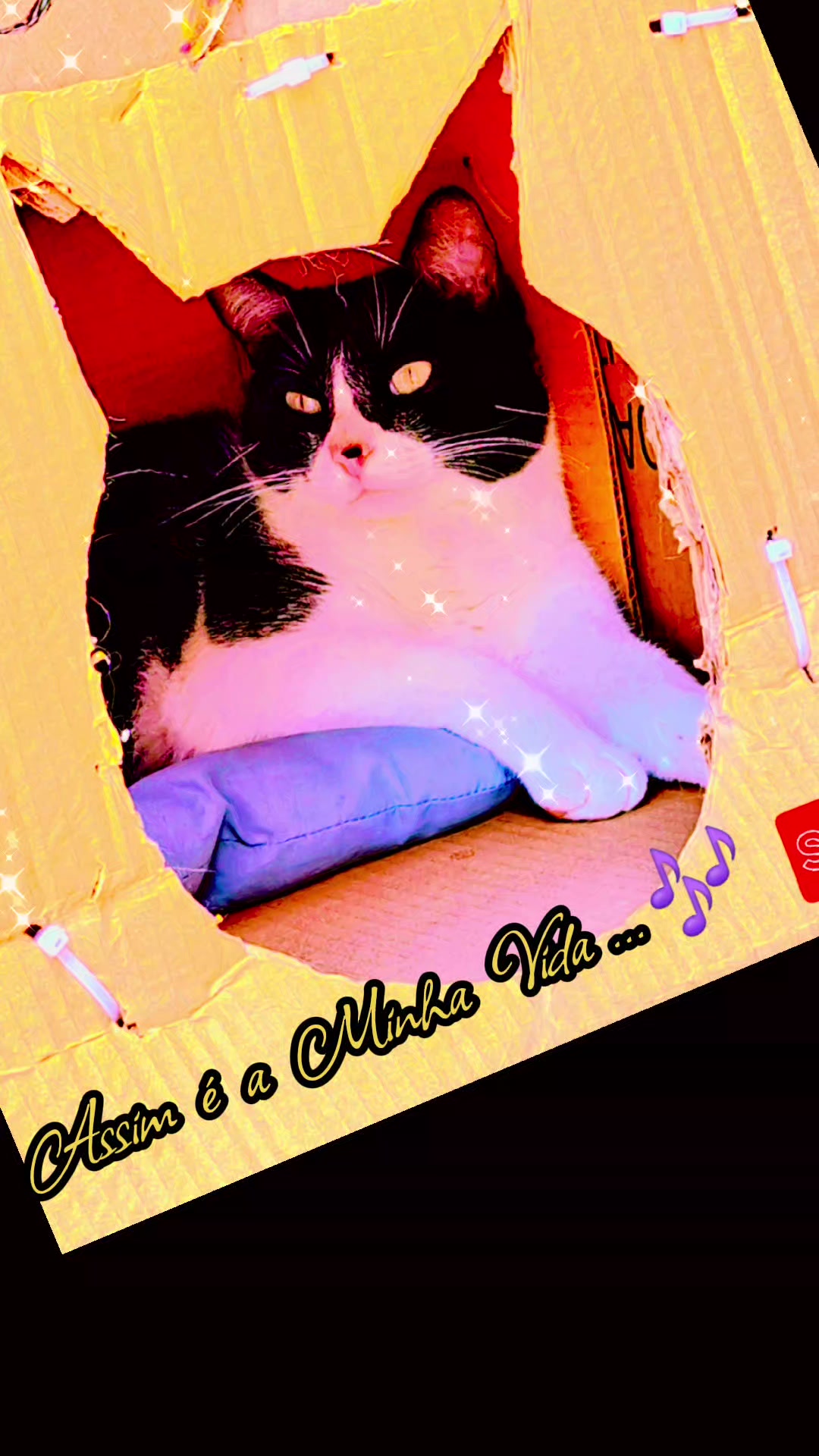 @gato.JIMMY.cat