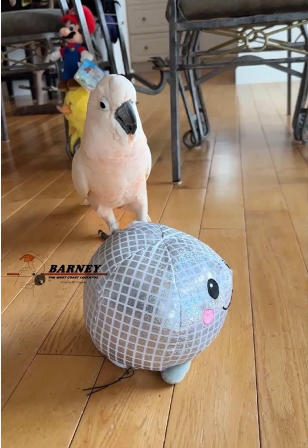 @Barney the West Coast Cockatoo
