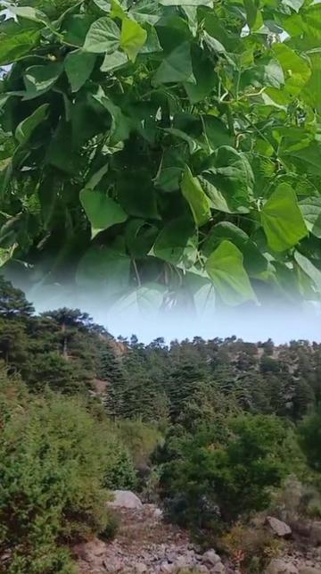 @32🇹🇷asker annesi 🇹🇷32