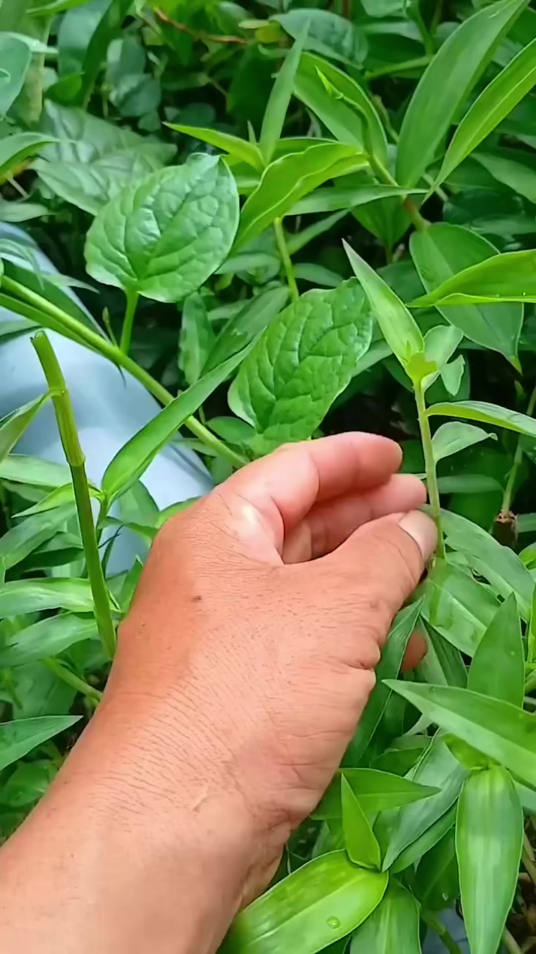 @suckhoevang98