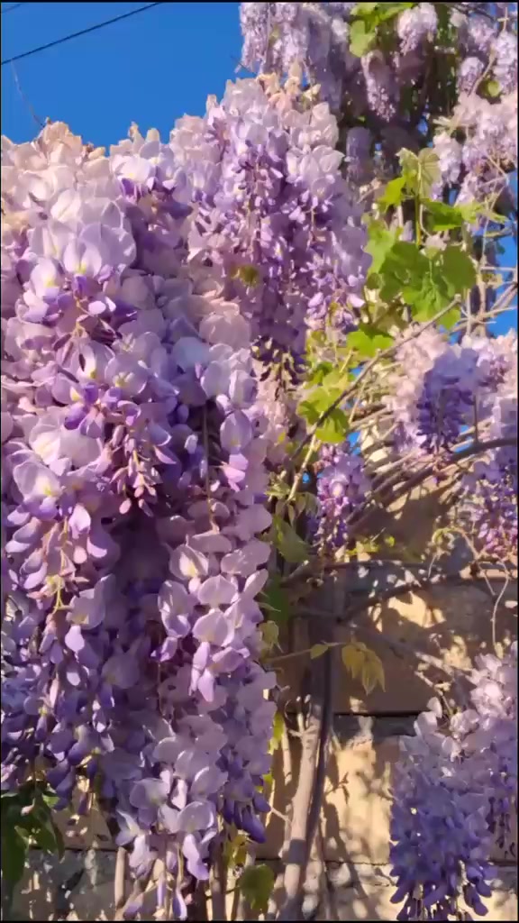 @Dunya