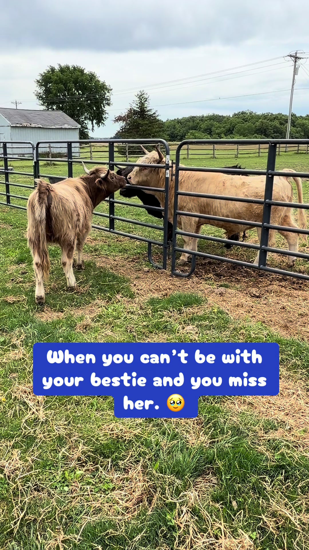 @nofzingerranch
