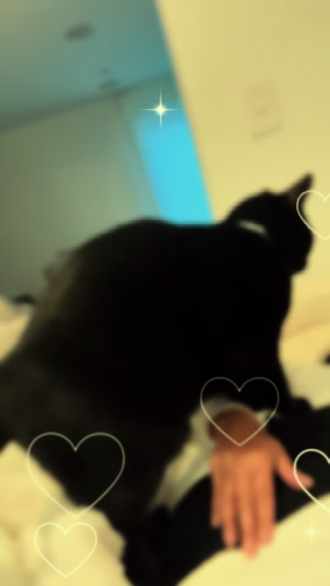 @Oscar&ensp;Jeremy&ensp;the&ensp;cat!