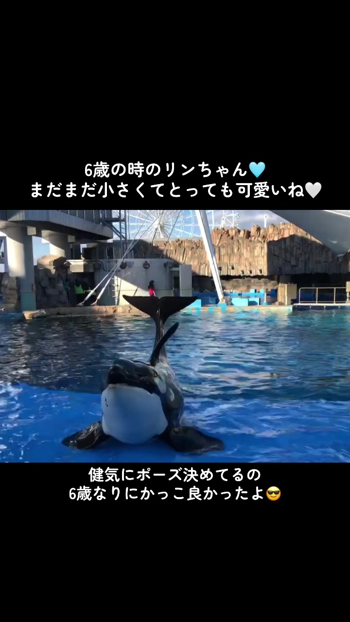 @️シャチが癒し️🌈️️🫧