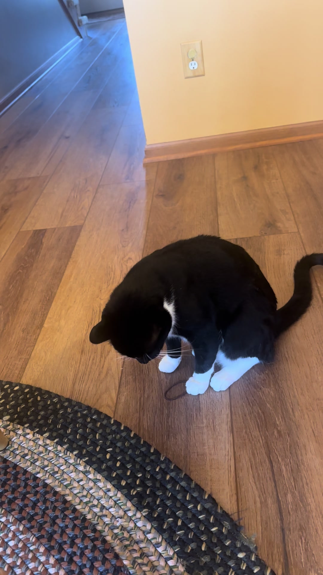 @Bratcats