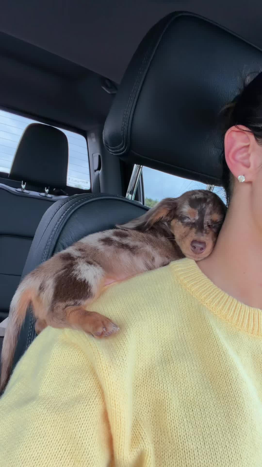 @Oli the Mini Doxie