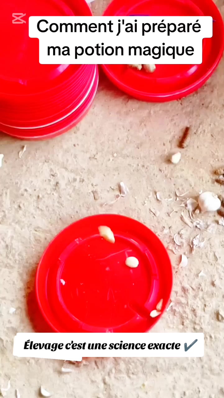 @NDIAYE-BREEDING 🐔