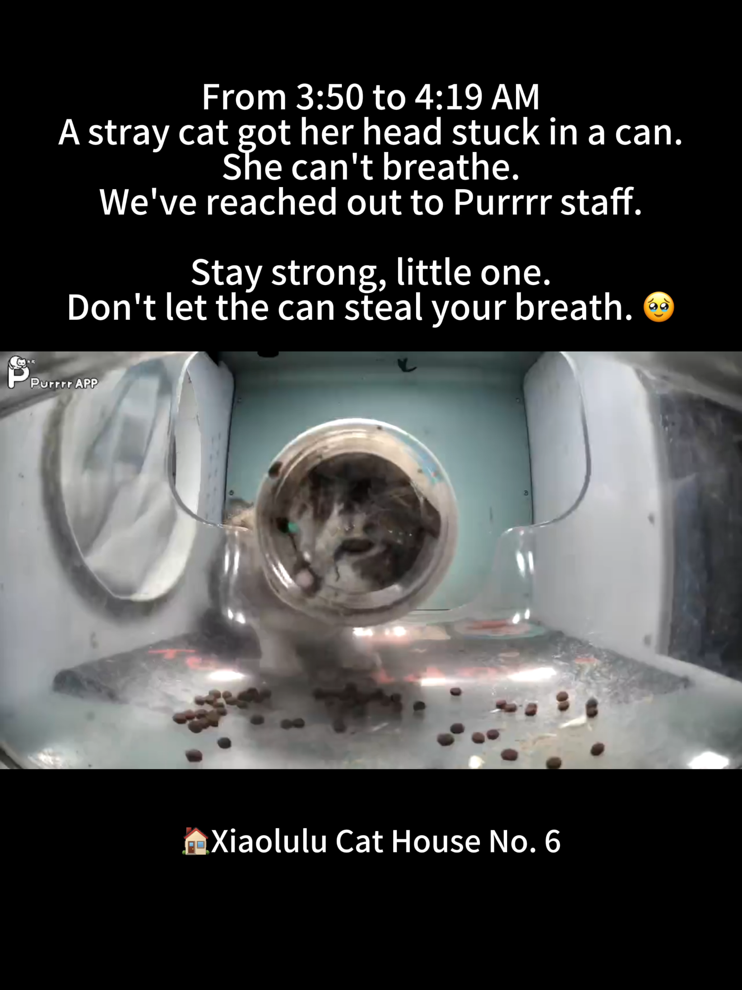 @Purrrr_eliza17