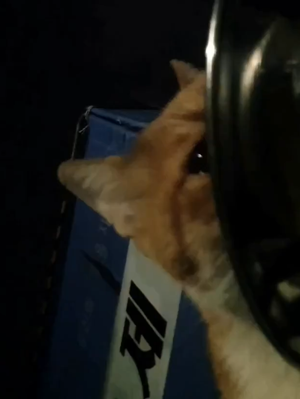@Vitamin Meoww