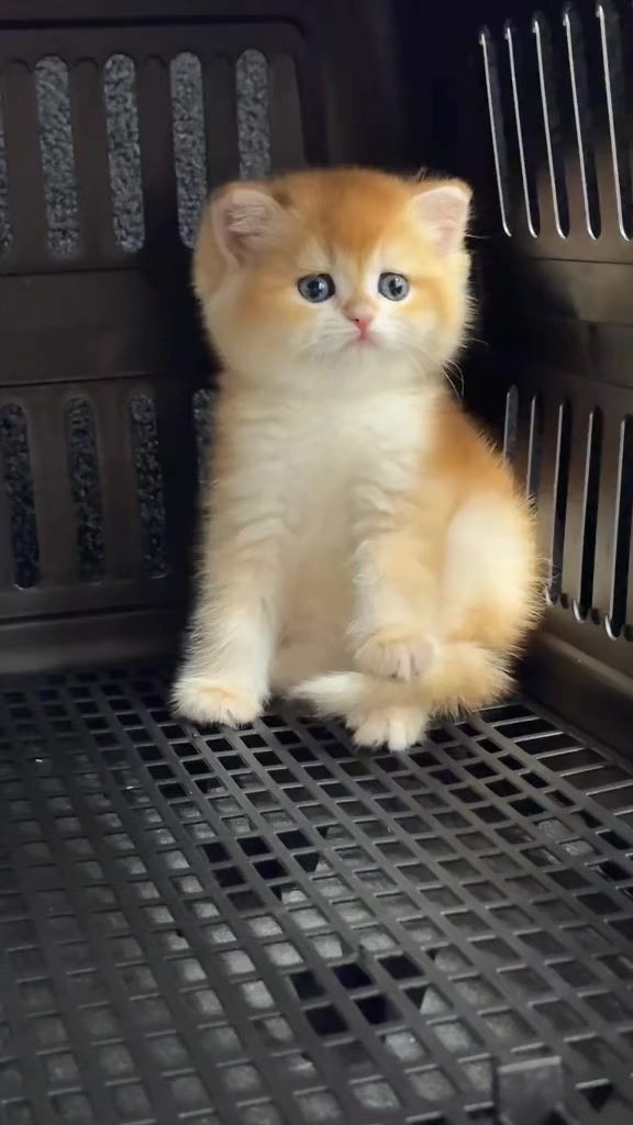 @flower.pet.2