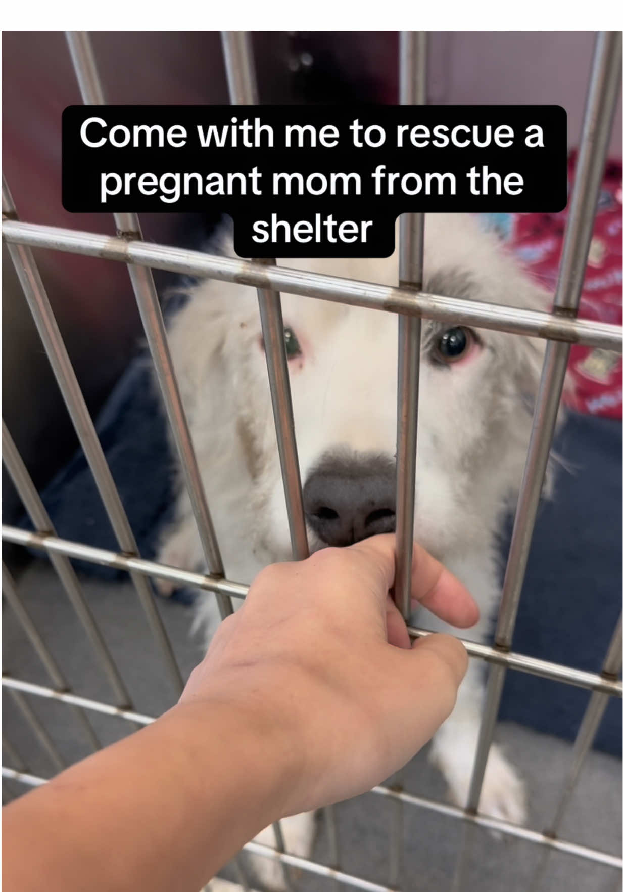 @whitneysdogs