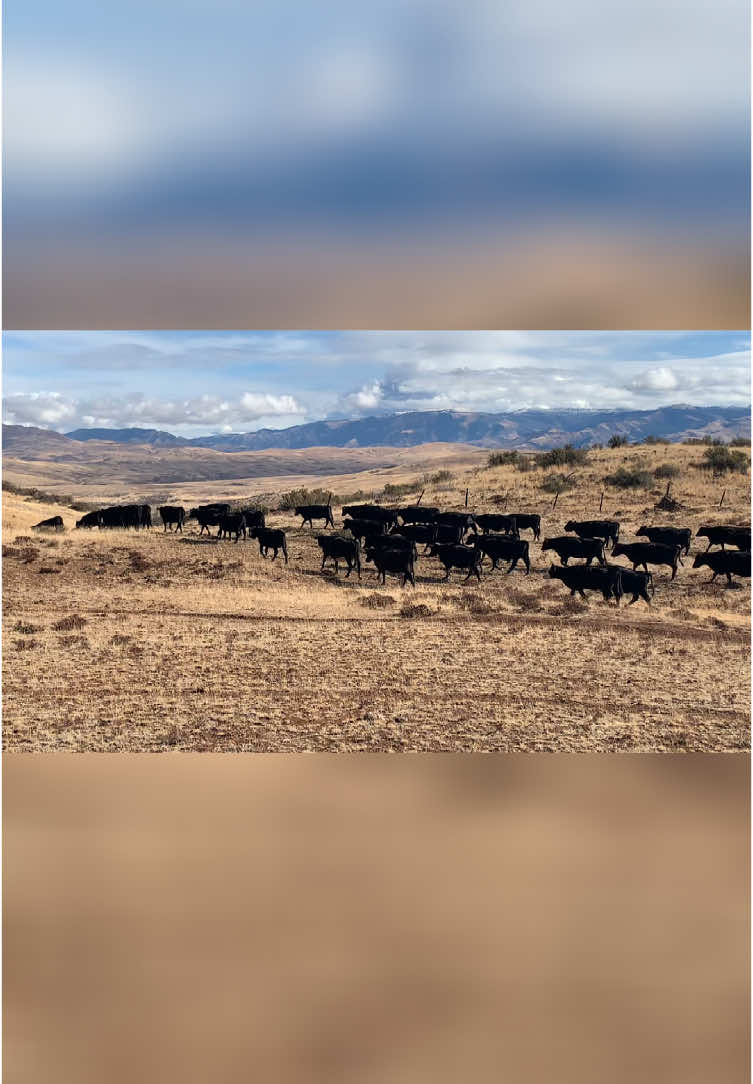 @Cowboytok
