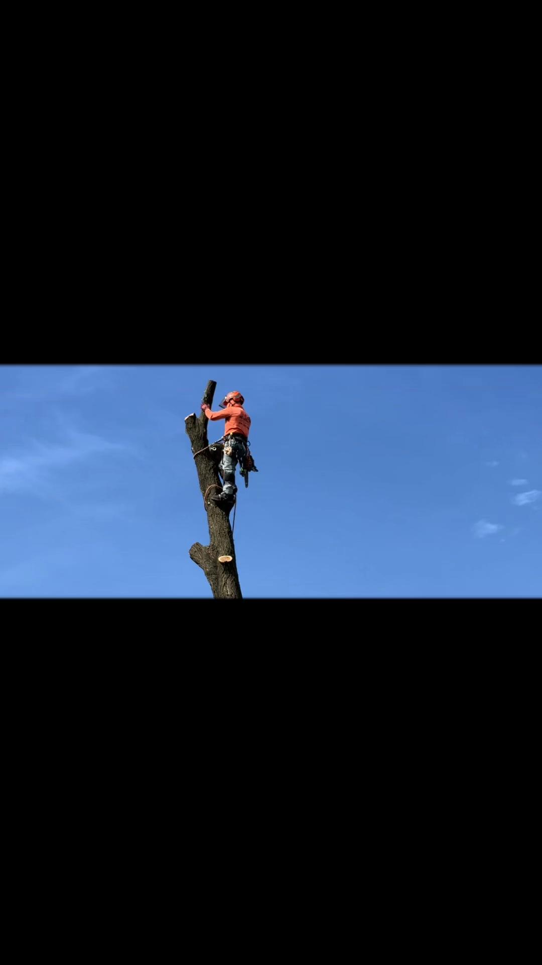 @G&O tree servicess