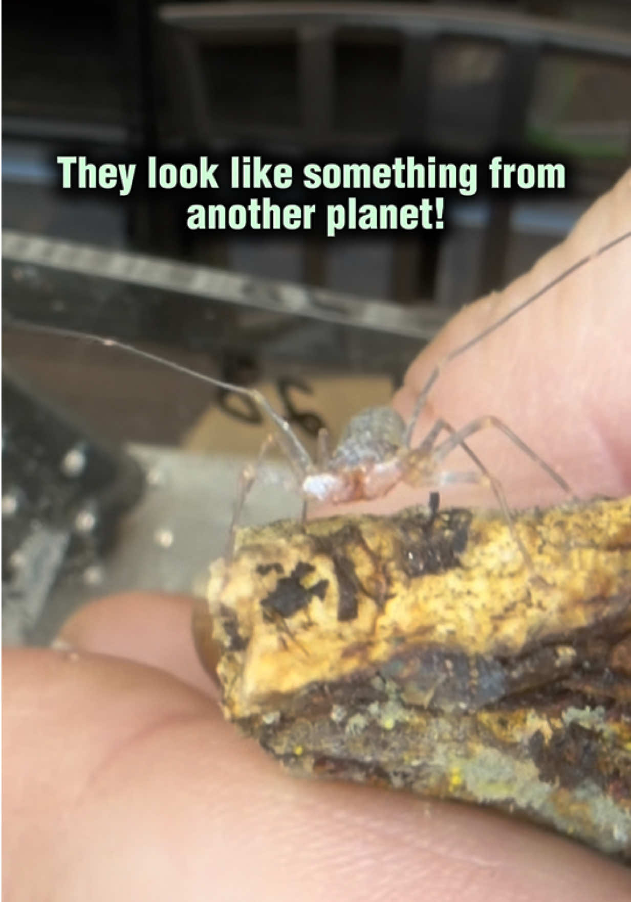 @Spider Conservatory