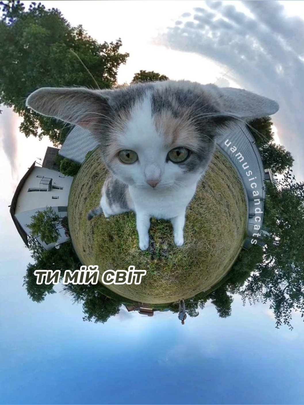 @🎧 музика і котики 🐱