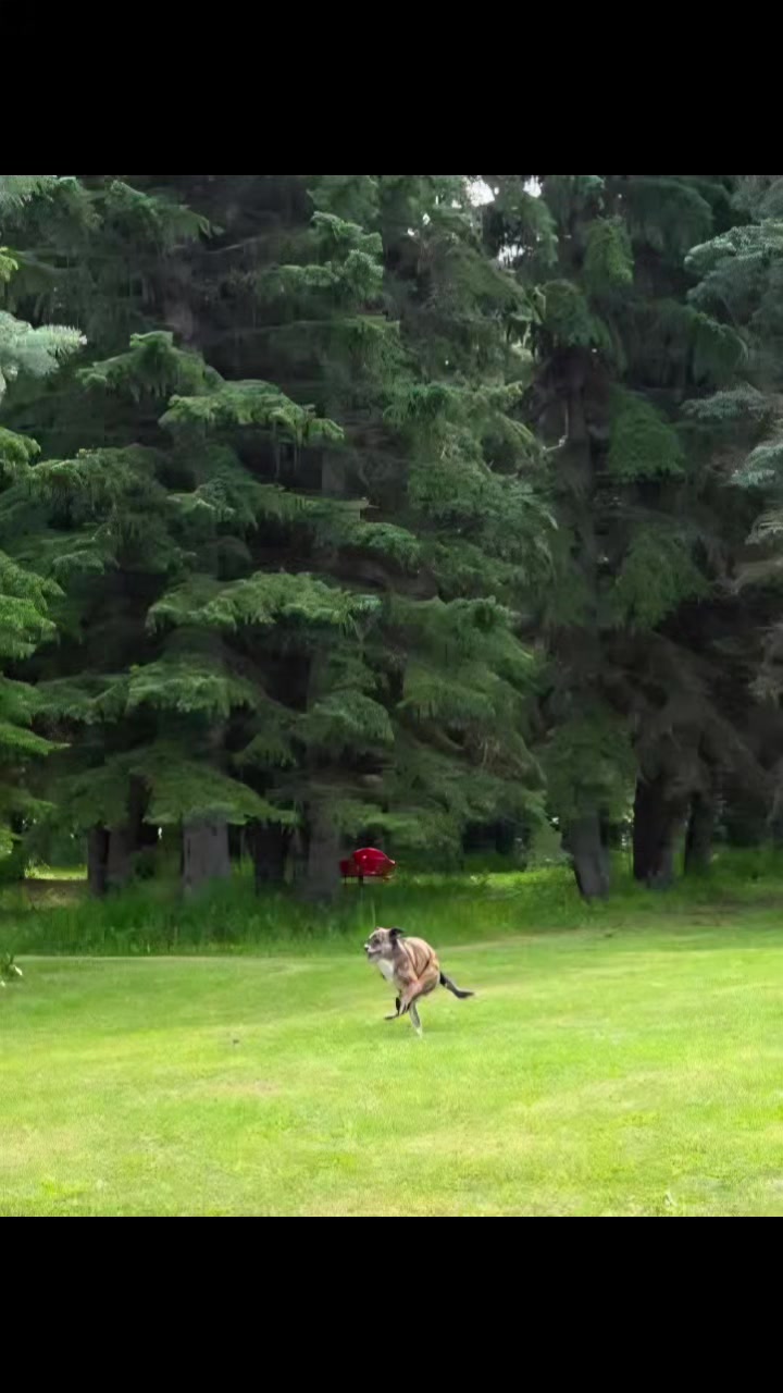 @Awesome Pawsome Ranch