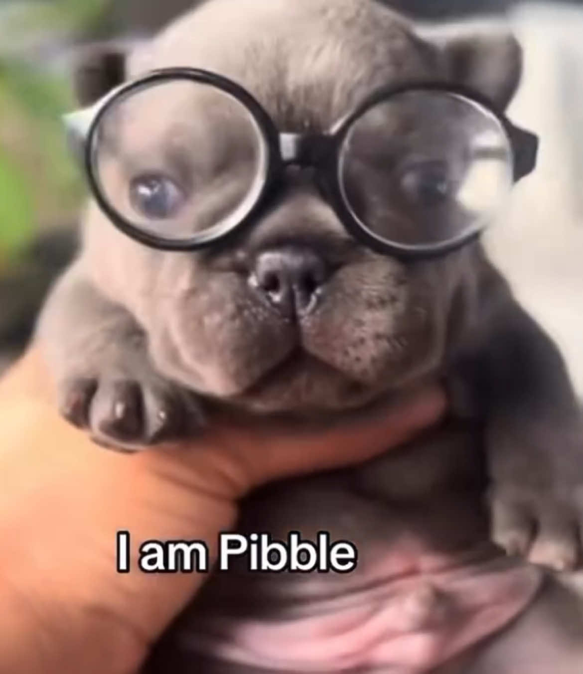 @Pibble Plug