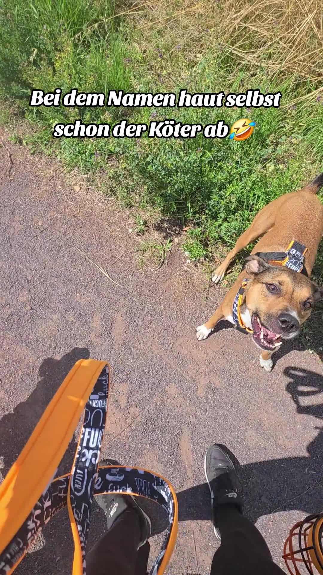 @Staffordshiremix Geschwister🐾