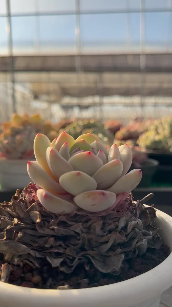 @LushSuccs