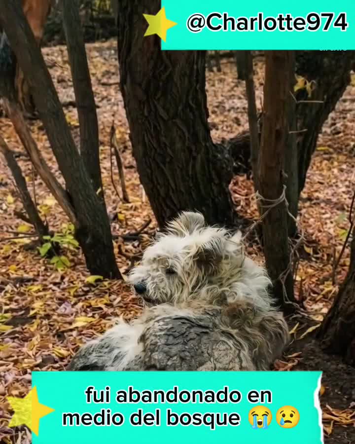 @Charlotte🐕🦺🐈🐕🦬🐐🐎🐄🐒
