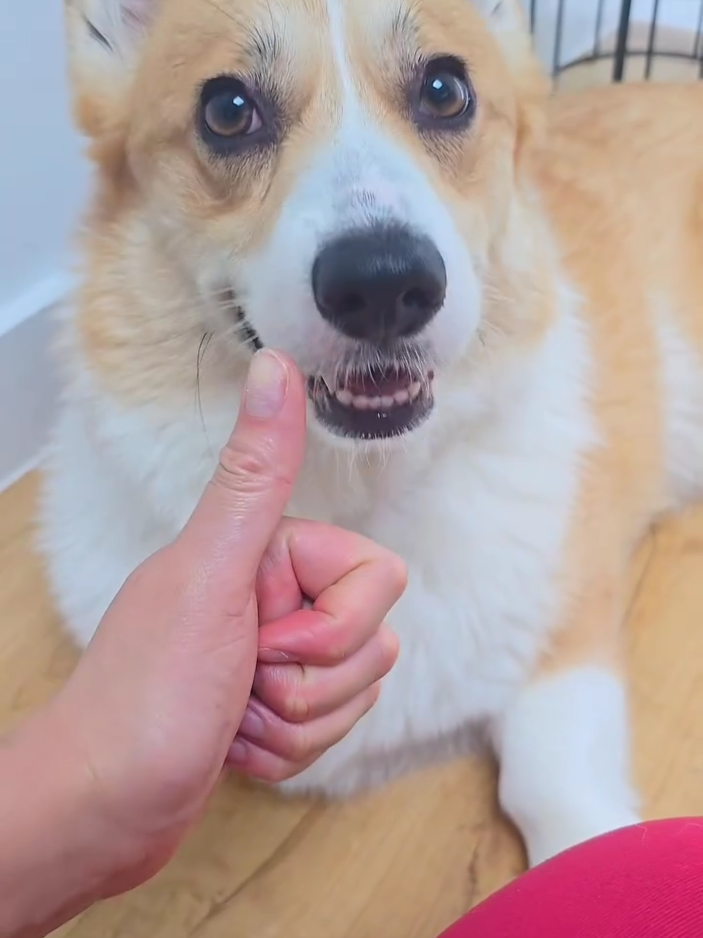 @Pocky the Corgi ๐ถ