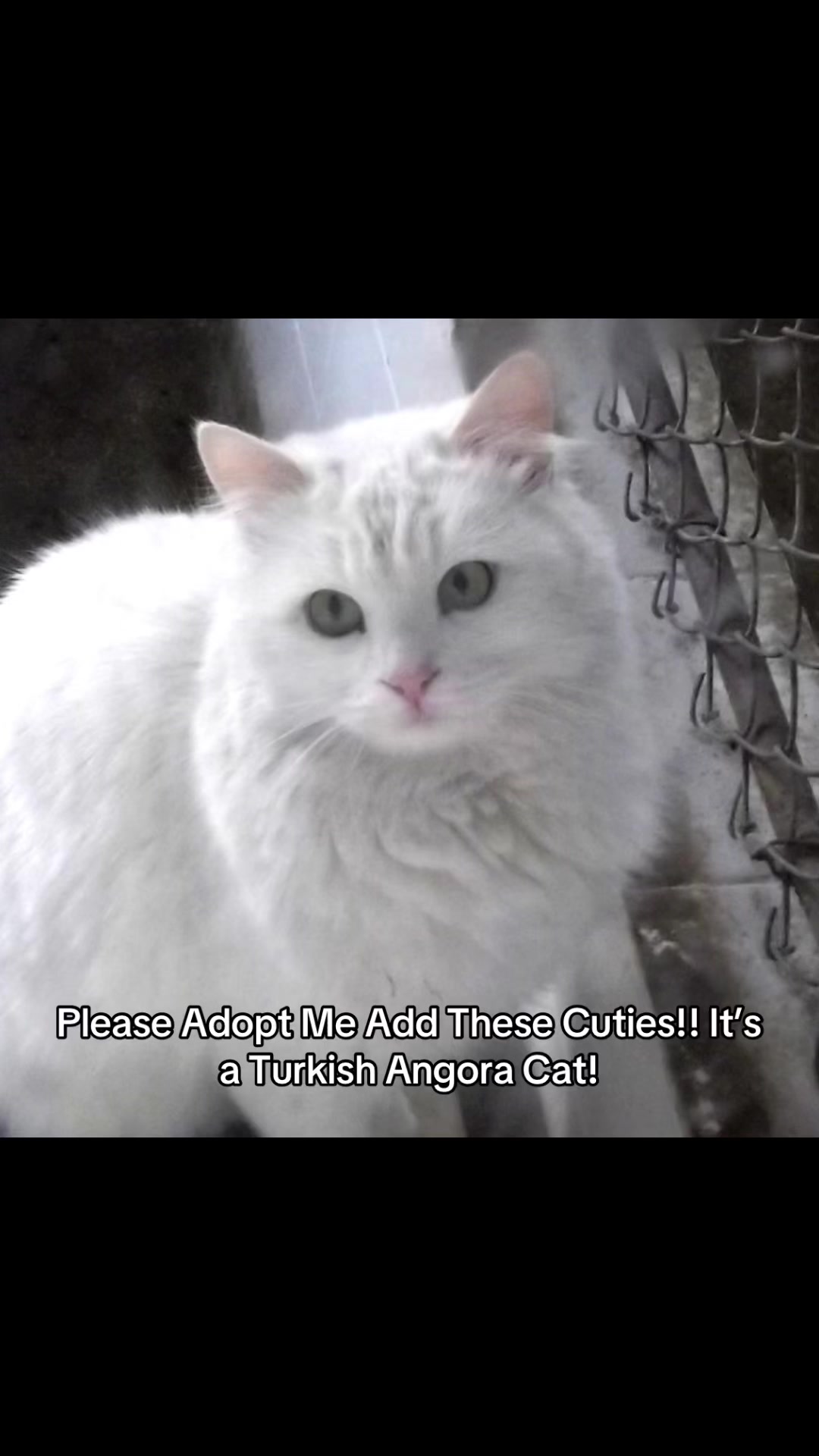 @☁️🐱Klara Turkish Angora🐱☁️