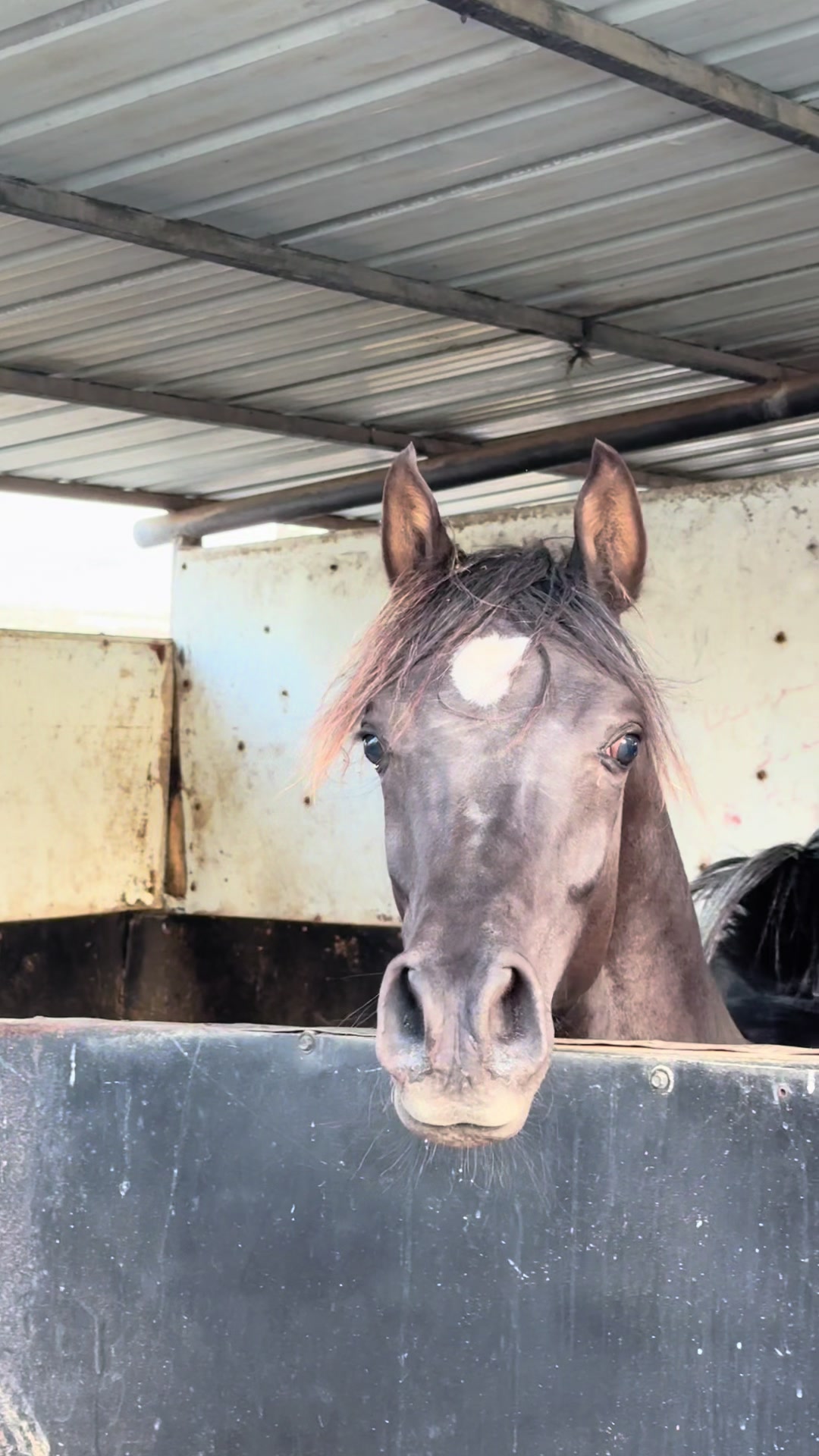 @חוסיין כעביה🐎