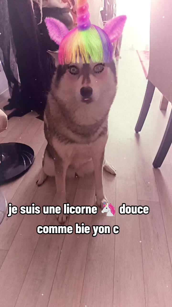 @dog et demon ➕😈 de lenfer ➕👻
