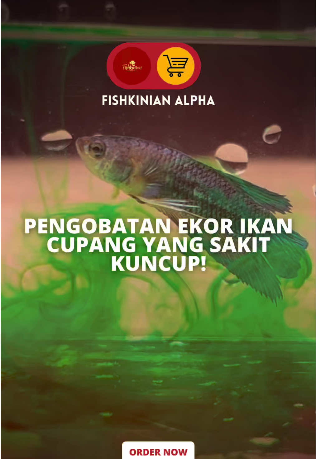 @Fishkinian Alpha1