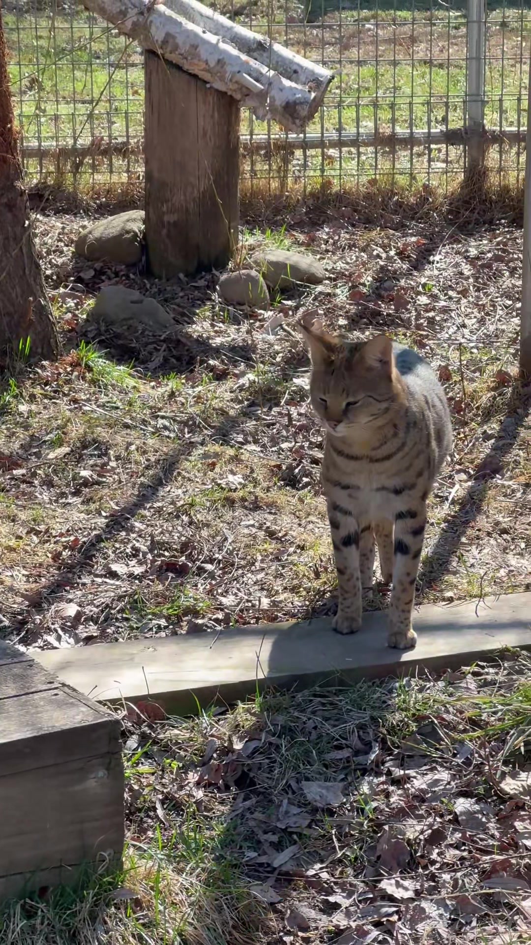 @The Wildcat Sanctuary