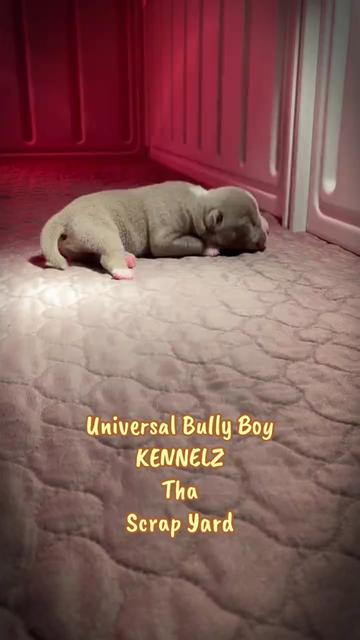 @BULLY BOY FAMILY PRODUCTIONS