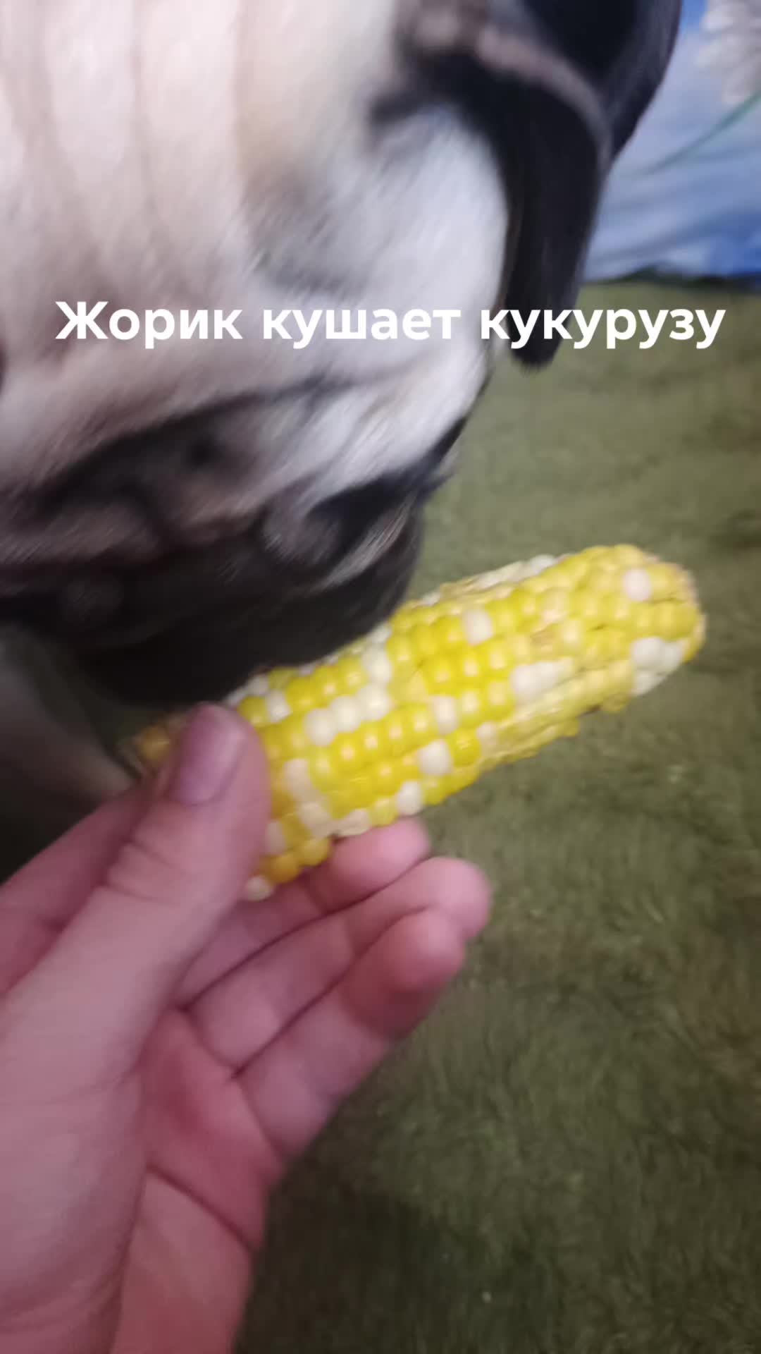 @мопс жора🐾