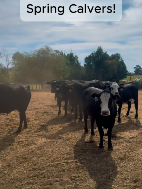 @Rutherford Land and Cattle