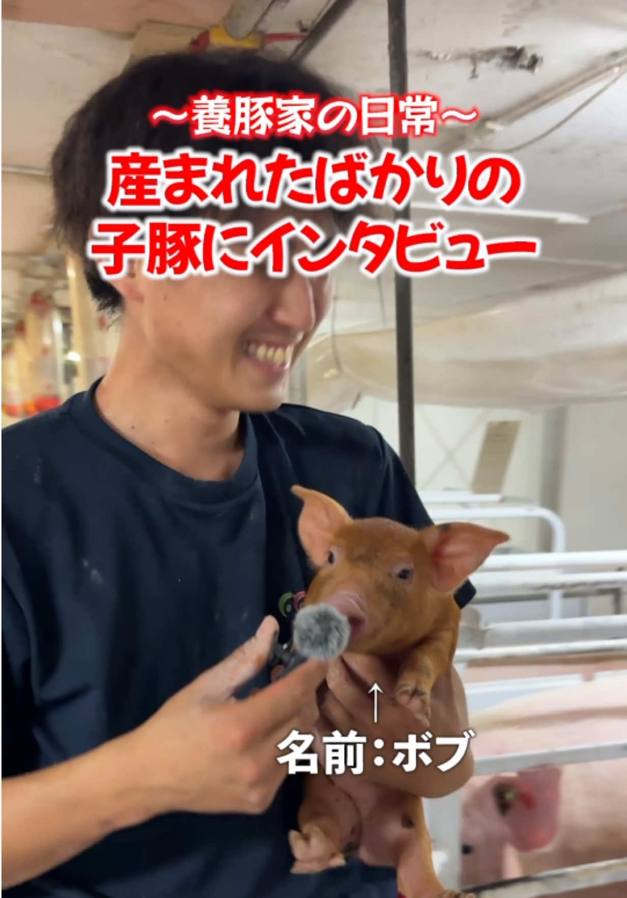 @豚肉オンラインショップ