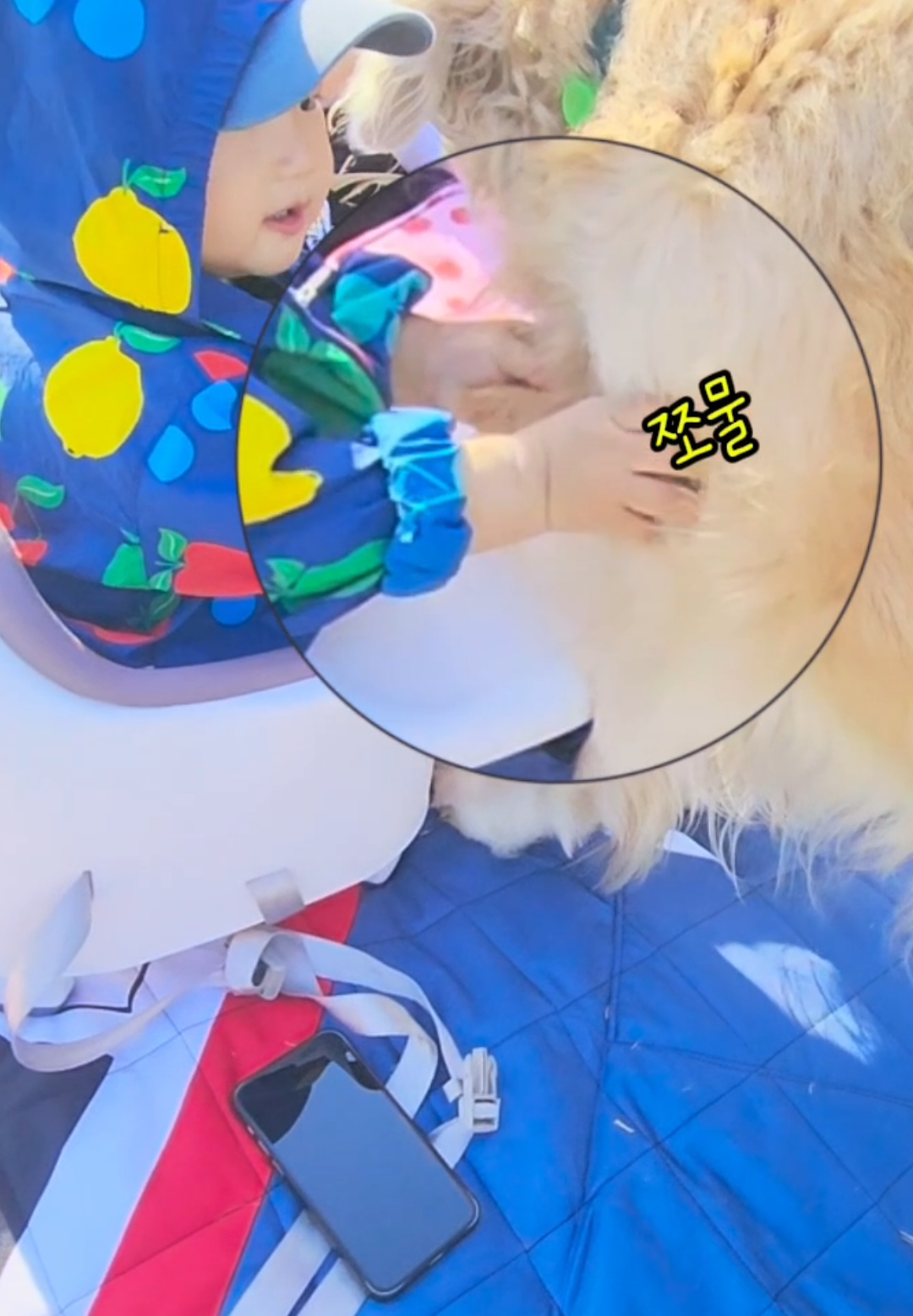 @리트리버삼둥이네