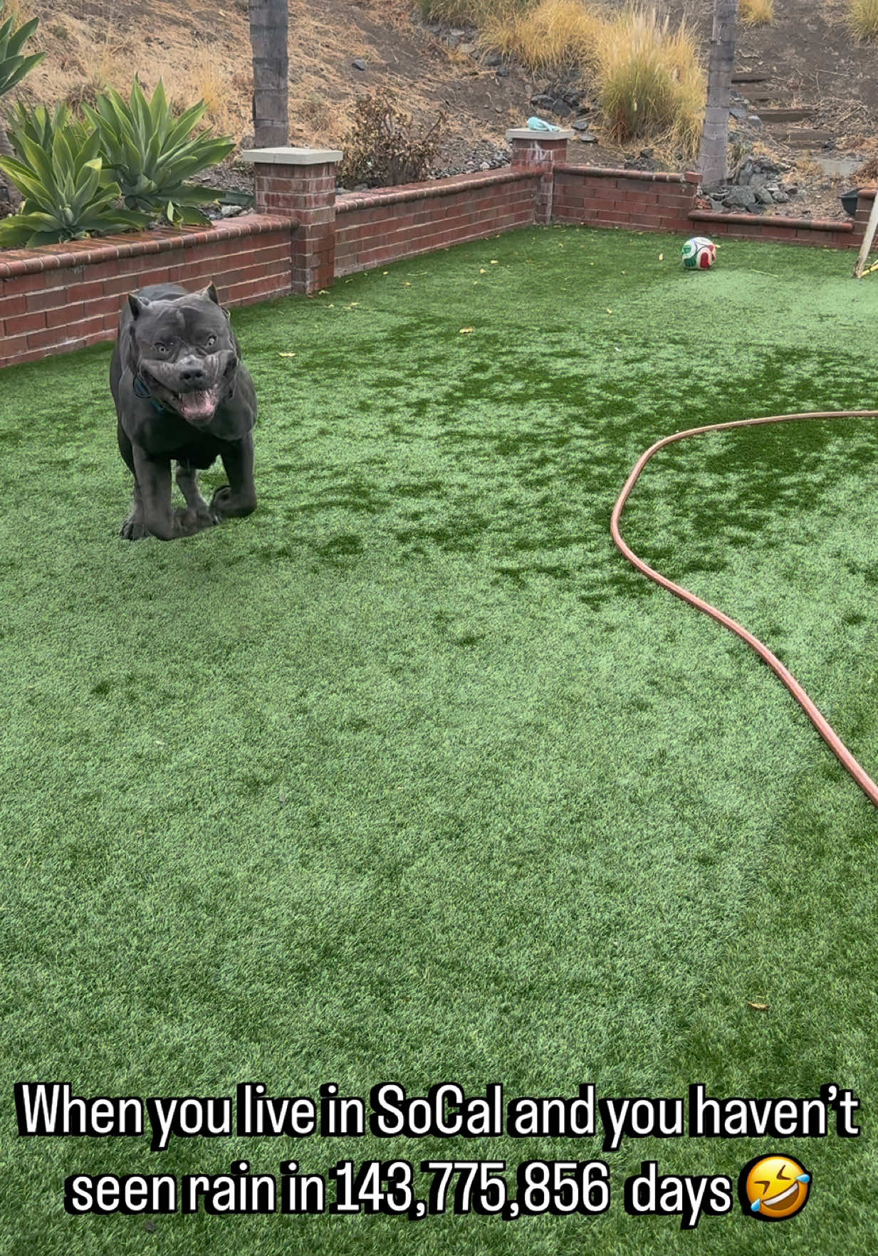 @Alistair the Cane Corso