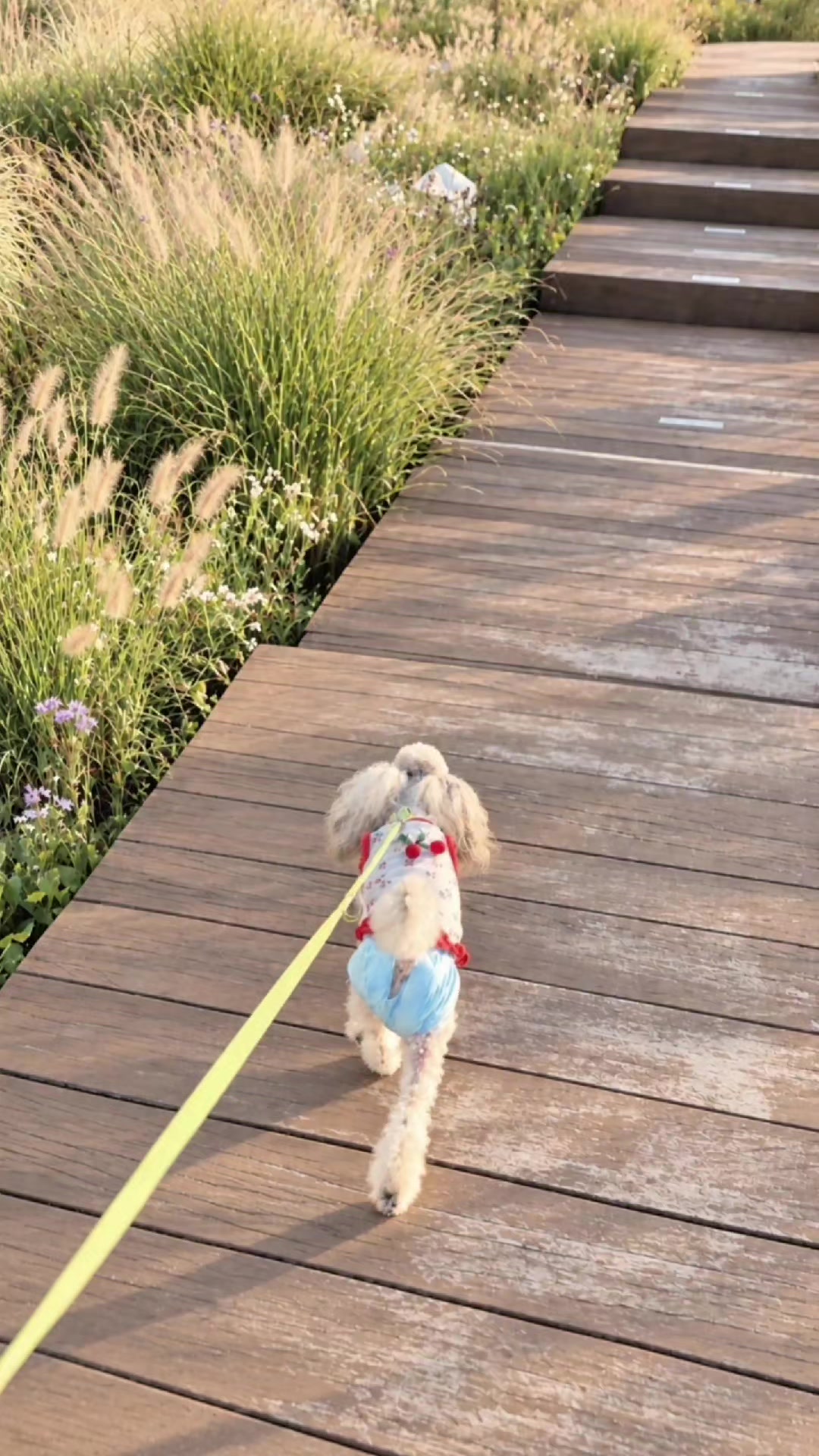 @바로아치 | 강아지와 사는 우리집 🐶