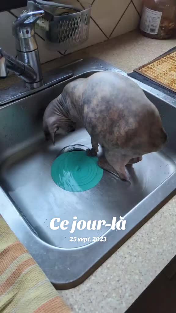 @Amy_dusoleildanstajournee