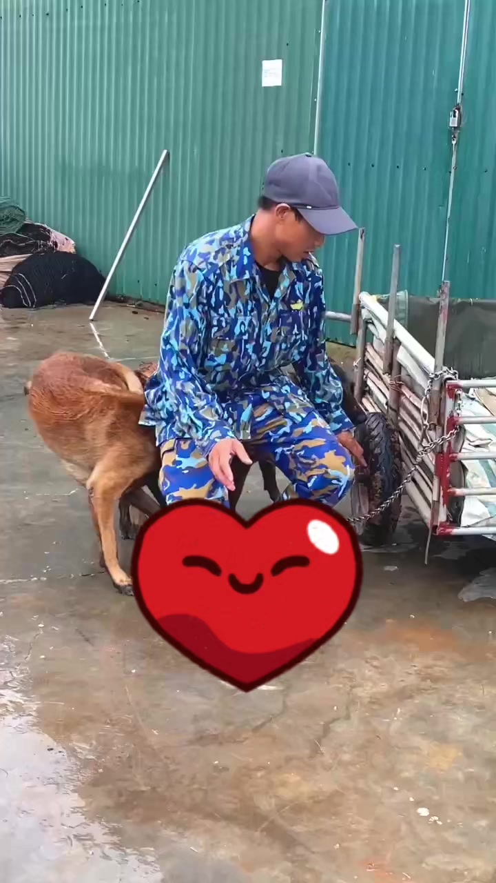 @Hồ Huy Malinoiis