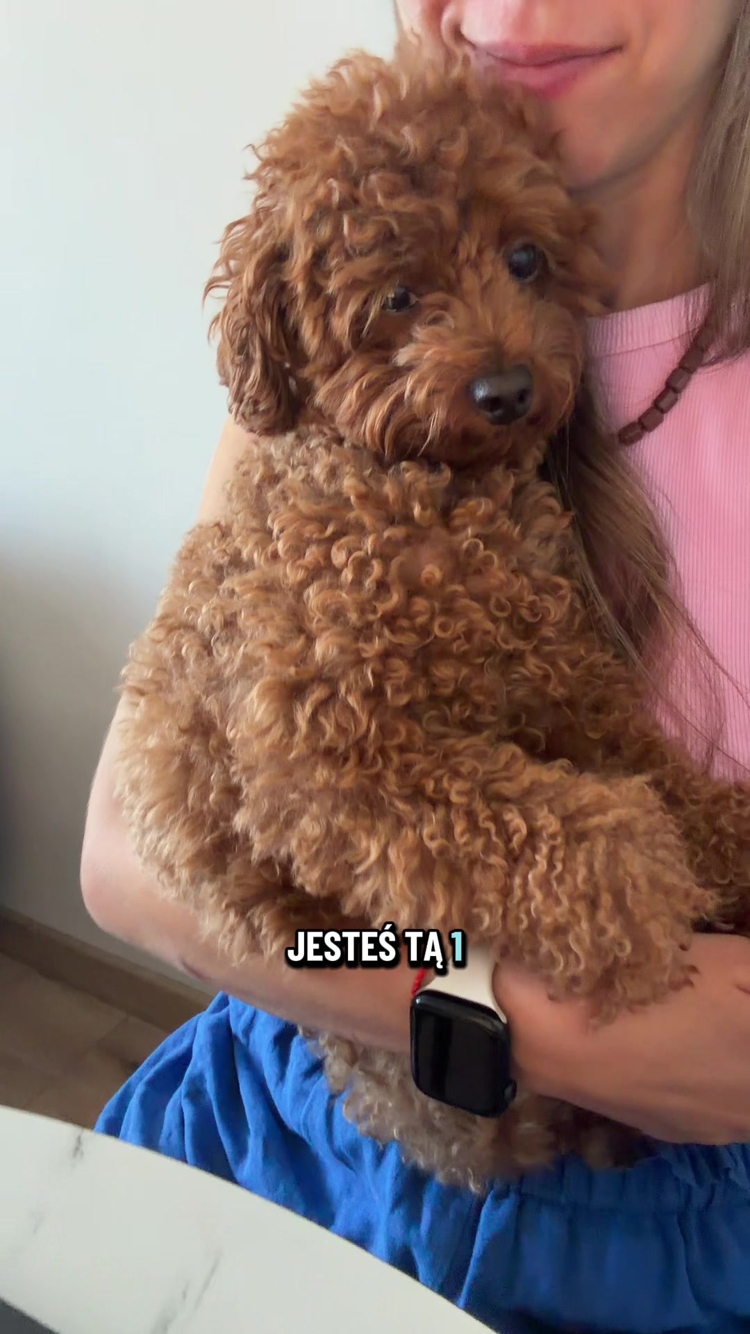 @Benni 🐾 IG: benni_toypoodle
