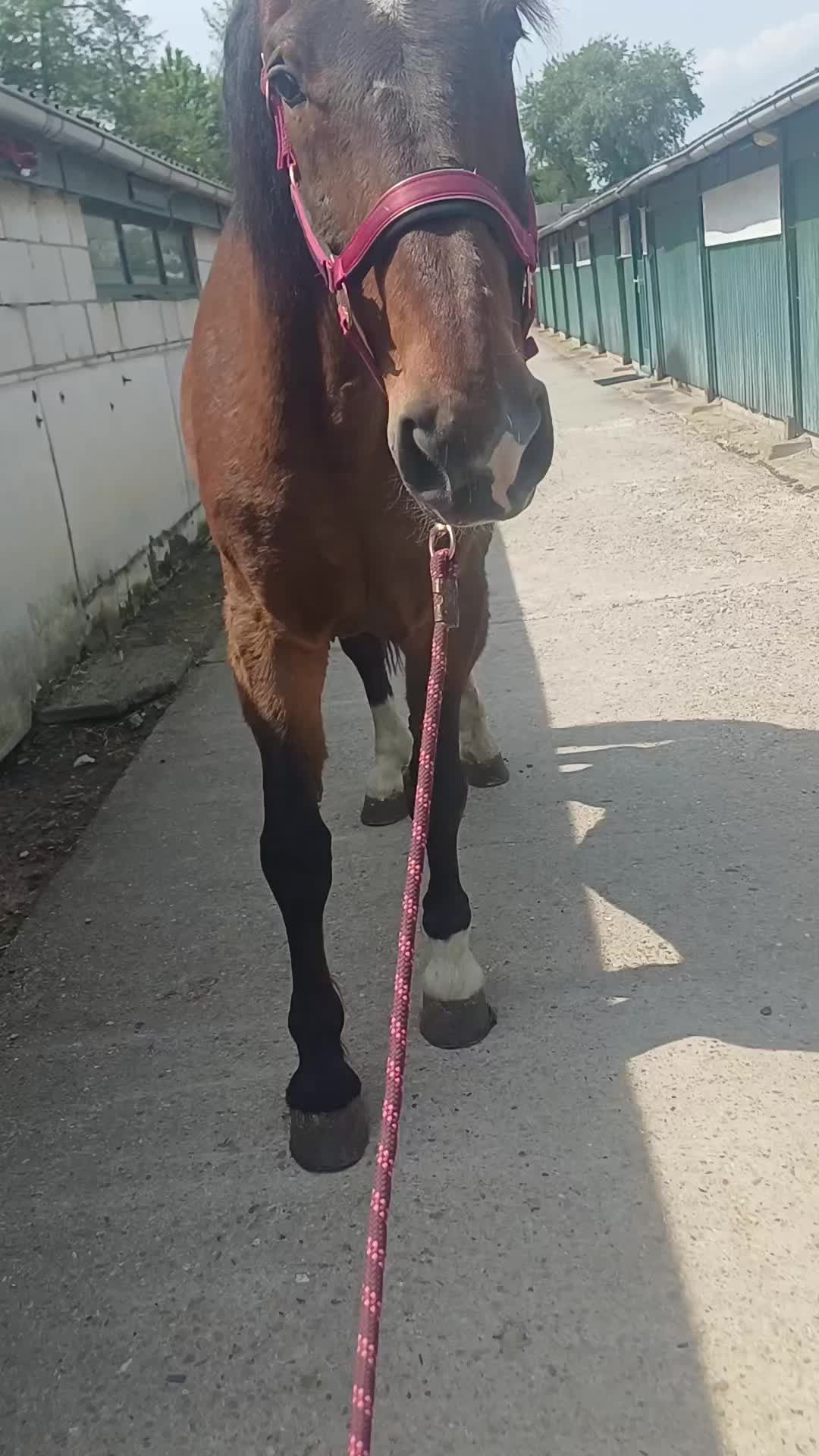 @equi_mandy