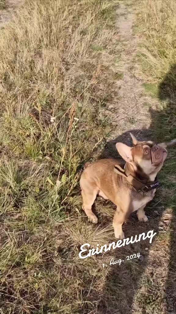 @Among in action🇩🇪