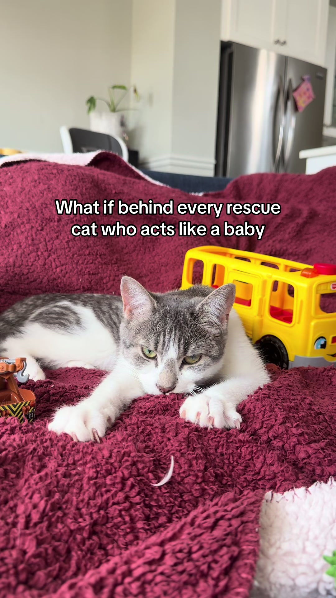 @Krista & Cats: BamBam & Bonnie